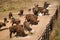Bison animals in reservation