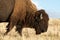 Bison on Antelope Island