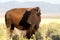 Bison on Antelope Island