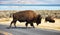 Bison , Antelope Island