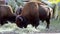 Bison artiodactyl bull grazes and eats. Yak food. The big animal is eating. Bison life.