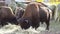Bison artiodactyl bull grazes and eats. Yak food. The big animal is eating. Bison life.