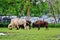 Bison in Assiniboine park, Winnipeg, Manitoba