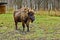 Bison, aurochs in the territory of the Prioksko-terraced reserve