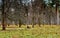 Bison, aurochs in the territory of the Prioksko-terraced reserve