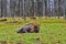 Bison, aurochs in the territory of the Prioksko-terraced reserve