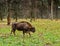 Bison, aurochs in the territory of the Prioksko-terraced reserve