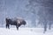 Bison or Aurochs in winter season in there habitat. Beautiful snowing