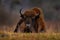 Bison in the autumn forest, sunny scene with big brown animal in the nature habitat, yellow leaves on the rain trees, Bialowieza