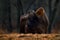 Bison in the autumn forest, sunny scene with big brown animal in the nature habitat, yellow leaves on the rain trees, Bialowieza