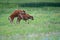 Bison baby calves playing and jumping in a meadow in Yellowstone National Park