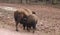 Bison baby feeding