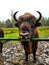 Bison in Belovezhskaya Pushcha. Belarus