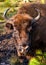 Bison in the Belovezhsky National Park. Bison head. Bison in Belovezhskaya Pushcha in Belarus