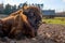 Bison in the Belovezhsky National Park. Bison head. Bison in Belovezhskaya Pushcha in Belarus