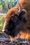 Bison in the Belovezhsky National Park. Bison head. Bison in Belovezhskaya Pushcha in Belarus