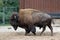 Bison at the Berlin zoo