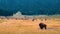 Bison and Bison herd, Yellowstone