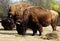 Bison bison - two bisons eating