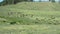 Bison in the Black Hills