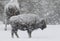 Bison in a blizzard with large soft snowflakes