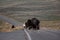 Bison Block Traffic In Hayden Valley