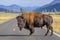 Bison blocking the road in Yellowstone