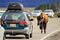 Bison blocking traffic in Yellowstone National Park, Wyoming
