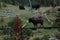 Bison By a Boardwalk in Yellowstone