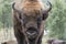 Bison bonasus, european bison, buffalo