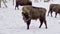 Bison bonasus - European bison  Group of animals in winter season on snow.