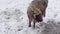 Bison bonasus - European bison walks on snow view from the top. Winter season in Lithuania Europe.