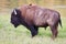 Bison with Brown-Headed Cowbirds