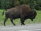 Bison Buffalo