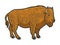 Bison buffalo animal color sketch vector