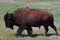 Bison Buffalo with birds in Wind Cave National Park