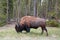 Bison Buffalo Bull grazing in Fishing Bridge campsite in Yellowstone National Park in Wyoming