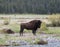 Bison Buffalo Bull standing next to Pebble Creek in the Lamar Valley in Yellowstone National Park in Wyoming