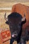 Bison Buffalo Bull sticking out his tongue in Wind Cave National Park in the Black Hills of South Dakota USA