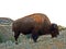Bison Buffalo Bull in Theodore Roosevelt National Park North Unit in North Dakota USA