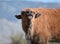 Bison buffalo calf sniffs