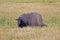 Bison Buffalo Cow and calf in Pelican Creek grassland in Yellowstone National Park in Wyoming