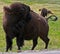 Bison Buffalo Cow scratching back in Custer State Park