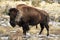 Bison Buffalo Cow Tumbleweed