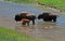 Bison Buffalo Cows with Calf in Yellowstone National Park in Wyoming USA