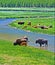 Bison Buffalo Cows crossing river with baby calf in Yellowstone National Park in Wyoming USA