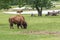 Bison buffalo  graze on pasture