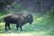 Bison Buffalo In Green Grass Field in Tennessee