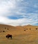 Bison Buffalo Herd in Custer State Park