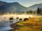 Bison Buffalo herd in early morning light in the Lamar Valley of Yellowstone National Park in Wyoiming